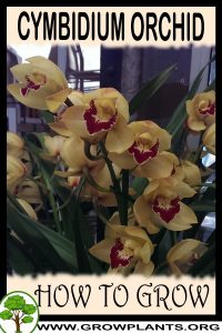 How to grow Cymbidium