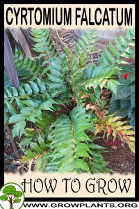 How to grow Cyrtomium falcatum