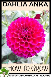 How to grow Dahlia Anka
