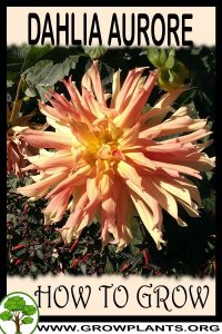 How to grow Dahlia Aurore