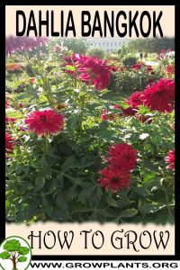 How to grow Dahlia Bangkok