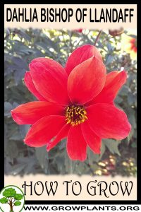 How to grow Dahlia Bishop of llandaff