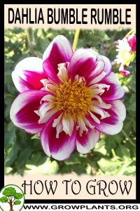 How to grow Dahlia Bumble rumble
