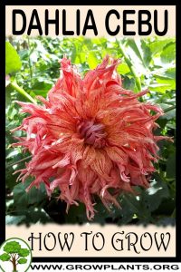 How to grow Dahlia Cebu