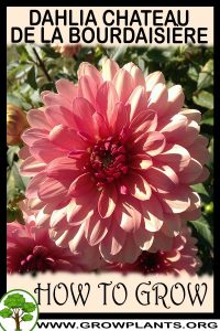 How to grow Dahlia Chateau de la bourdaisiere