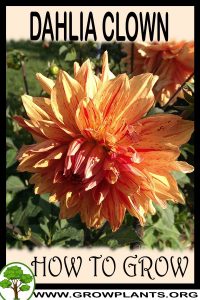 How to grow Dahlia Clown