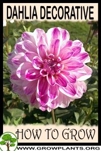 How to grow Dahlia Decorative