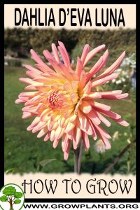 How to grow Dahlia Deva luna