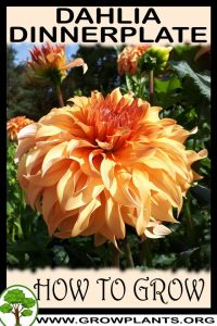 How to grow Dahlia Dinnerplate