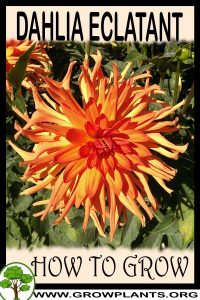 How to grow Dahlia Eclatant