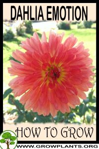 How to grow Dahlia Emotion