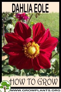 How to grow Dahlia Eole