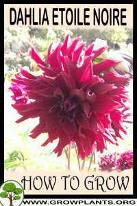 How to grow Dahlia Etoile noire