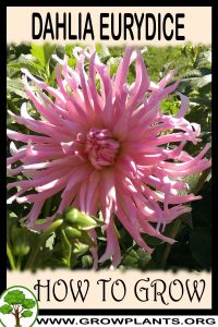 How to grow Dahlia Eurydice