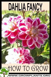 How to grow Dahlia Fancy