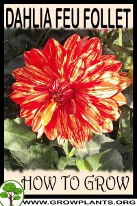 How to grow Dahlia Feu follet