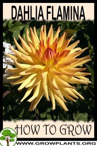 How to grow Dahlia Flamina
