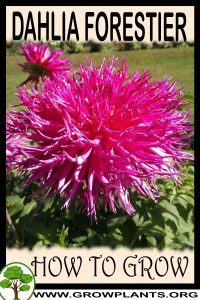 How to grow Dahlia Forestier