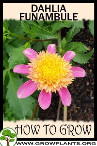 How to grow Dahlia Funambule