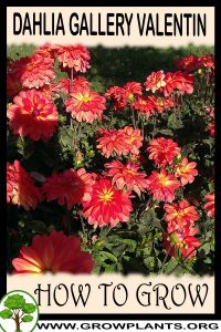How to grow Dahlia Gallery valentin