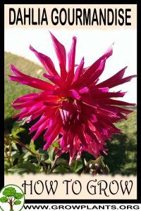 How to grow Dahlia Gourmandise