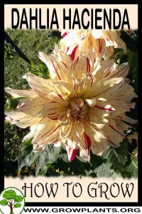 How to grow Dahlia Hacienda