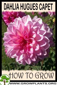 How to grow Dahlia Hugues capet