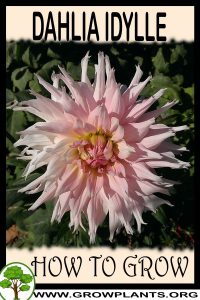 How to grow Dahlia Idylle