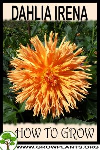 How to grow Dahlia Irena