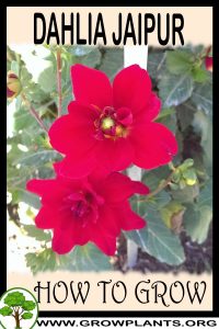 How to grow Dahlia Jaipur