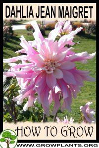 How to grow Dahlia Jean maigret