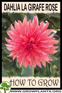 How to grow Dahlia La girafe rose