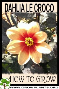 How to grow Dahlia Le croco