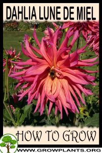 How to grow Dahlia Lune de miel