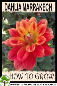 How to grow Dahlia Marrakech