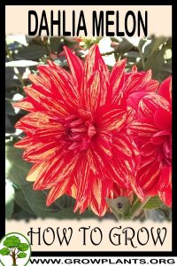 How to grow Dahlia Melon