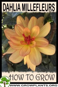How to grow Dahlia Millefleurs