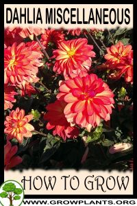 How to grow Dahlia Miscellaneous