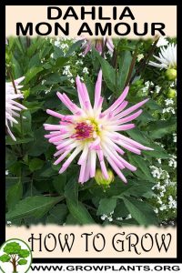 How to grow Dahlia Mon amour