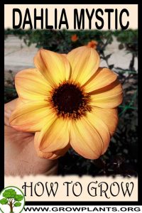 How to grow Dahlia Mystic