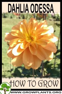How to grow Dahlia Odessa