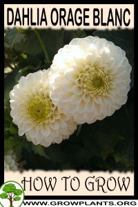 How to grow Dahlia Orage blanc