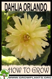 How to grow Dahlia Orlando