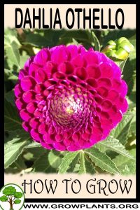 How to grow Dahlia Othello