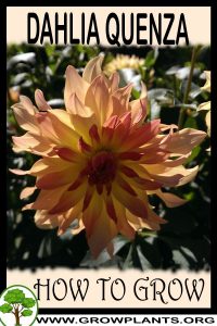 How to grow Dahlia Quenza