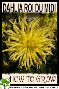 How to grow Dahlia Roi du midi