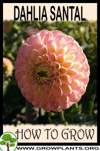 How to grow Dahlia Santal