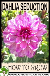 How to grow Dahlia Seduction