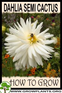 How to grow Dahlia Semi cactus