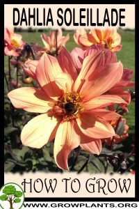 How to grow Dahlia Soleillade